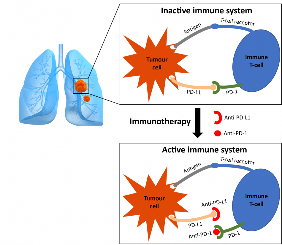 Innovative research into the immunotherapy success rate