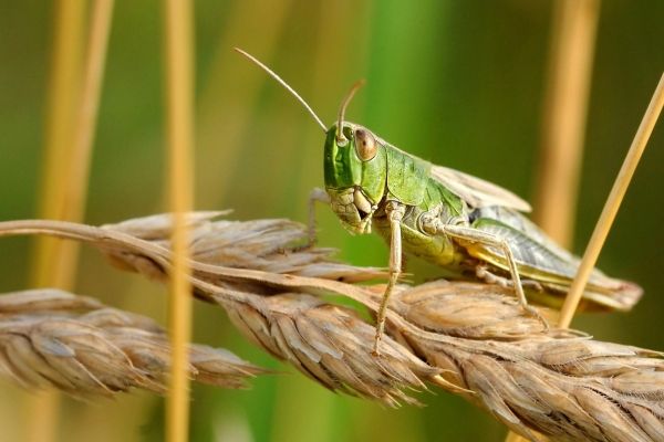 Grasshopper