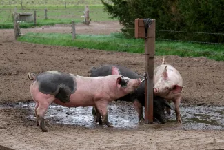 Water C2C in de intensieve veehouderij