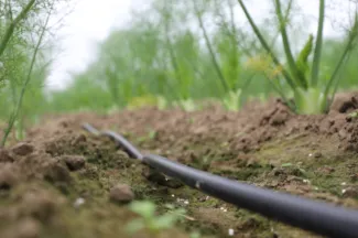 Irrigeren met gezuiverd RWZI-water