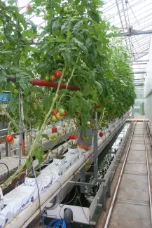 Intelligente managementtools voor Aquaponics