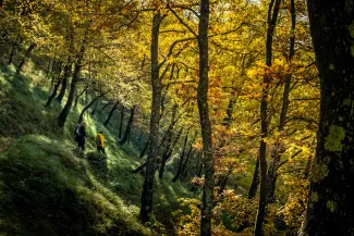 Trekking in een bos