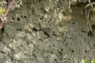 Aquatuur insectenwand