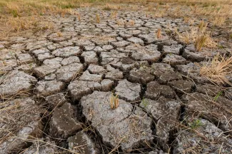 Droogte