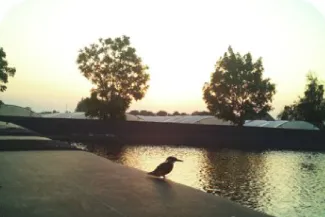 Aquatuur_ijsvogel