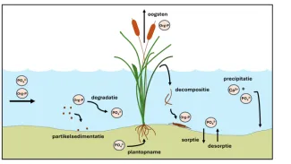Aquatuur Fosforreacties in FWS wetlands