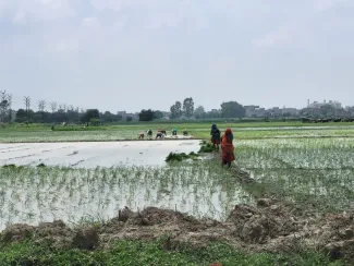 Boeren op de rijstvelden in Kanpur. Veilig, behandeld afvalwater voor irrigatie is een goed alternatief voor het steeds schaarser wordende grond- en oppervlaktewater