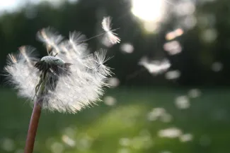 Paardenbloem