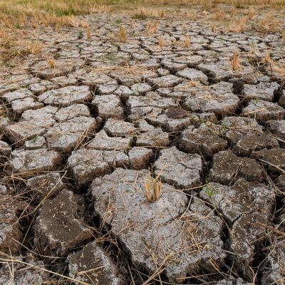 Droogte