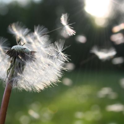 Paardenbloem